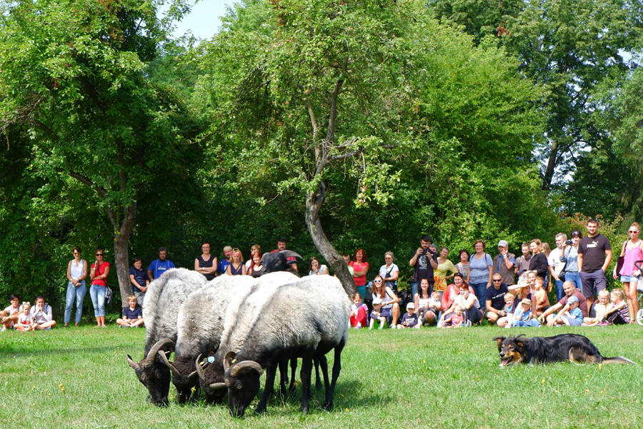 Ovčácké slavnosti nabídnou i pletení šály z ručně předené příze